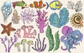 Sketch of deepwater living organisms, fish and algae