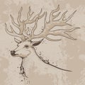 Sketch of a deer head with antlers