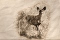 Sketch of a Deer Stepping Out From The Tall Dried Marsh Grass