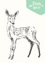 Sketch deer vintage illustration hand drawn vector