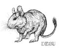 Sketch of Degu rodent pet. Vector Illustration Royalty Free Stock Photo