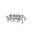 Sketch design of illustration Crab