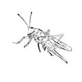 Sketch design of illustration Grasshopper