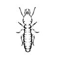 Simple design of insect termite