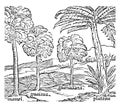 Hispaniola Trees vintage illustration