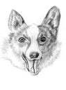Sketch dog corgi