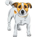 Sketch dog Jack Russell Terrier breed