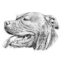 Sketch of Dog Pit bull terrier. Royalty Free Stock Photo