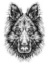 Sketch of Dog Shepherd. Vector Illustration