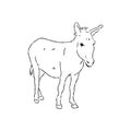 Sketch of donkey Hand drawn illustration donkey vector Royalty Free Stock Photo