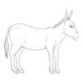 Sketch Donkey. Vector Hand Drawn Illustration