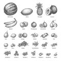 Sketch doodle hand-drawn set fruit Royalty Free Stock Photo