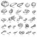 Sketch doodle hand-drawn set vegetables