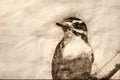 Sketch of a Downy Woodpecker Perched in a Tree