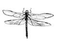 sketch dragonfly - beautiful wings Royalty Free Stock Photo
