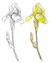 Graphic the branch flower yellow Iris