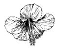 Sketch drawing of hibiscus flower, handmade vector