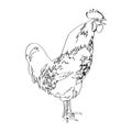 Sketch drawing of a Rooster 2