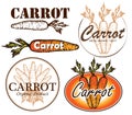 Sketch drawn vintage Carrot logo isolated on white background. Royalty Free Stock Photo