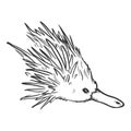 Sketch Echidna Head Side View Illustration Royalty Free Stock Photo