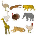 Sketch elephant, tiger, eagle, rooster, giraffe, ostrich, turkey, goose. chicken on a white background. Vector