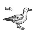 Sketch of european herring gull, hand drawn gull