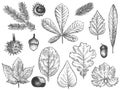 Sketch fall leaves. Autumn forest foliage, october oak, acorn and chestnut, maple leaf vintage hand drawn etch vector rustic set Royalty Free Stock Photo