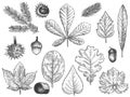 Sketch fall leaves. Autumn forest foliage, october oak, acorn and chestnut, maple leaf vintage hand drawn etch vector Royalty Free Stock Photo