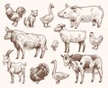 Sketch farm animals. Pig and cat, bull and cow, rooster and chicken, goat and ram, goose and turkey. Hand drawn