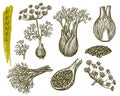 Sketch fennel, herbs and spices seasoning plant