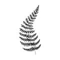 Sketch fern.Single hand-drawn black fern branch, isolated on white background. Vector illustration