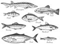 Sketch fish. Hand drawn different fishes trout, carp, tuna, herring and flounder, anchovy, dorado, fresh sea Royalty Free Stock Photo