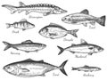 Sketch fish. Hand drawn different fishes trout, carp, tuna, herring and flounder, anchovy, dorado, fresh sea delicatessen vector Royalty Free Stock Photo