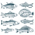 Sketch fishes. Trout and carp, tuna and herring, flounder and anchovy. Hand drawn commercial fish vector set