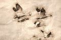 Sketch of a Flock of Snow Geese in Flight