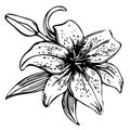 Sketch floral blooming lily.