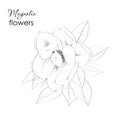 Sketch Floral Botany Collection. Magnolia flower drawings.