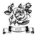 Sketch floral rose banner with ribbon. Hand drawn illustration