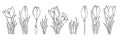 Sketch flower collection. Crocus line art illustration. Vintage botany doodle set. Vector floral design elements. Hand Royalty Free Stock Photo