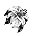 Sketch of a flower with leaves