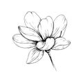 Sketch flower.Single hand-drawn black flower isolated on white background. Vector illustration