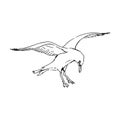 Sketch of flying seagulls. Hand drawn illustration converted to vector. Line art style isolated on white background Royalty Free Stock Photo