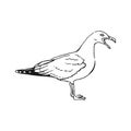 Sketch of flying seagulls. Hand drawn illustration converted to vector. Line art style isolated on white background Royalty Free Stock Photo