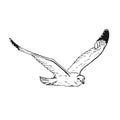 Sketch of flying seagulls. Hand drawn illustration converted to vector. Line art style isolated on white background Royalty Free Stock Photo