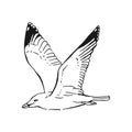 Sketch of flying seagulls. Hand drawn illustration converted to vector. Line art style isolated on white background Royalty Free Stock Photo