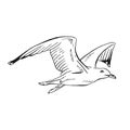 Sketch of flying seagulls. Hand drawn illustration converted to vector. Line art style isolated on white background Royalty Free Stock Photo