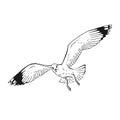 Sketch of flying seagulls. Hand drawn illustration converted to vector. Line art style isolated on white background Royalty Free Stock Photo