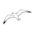 Sketch of flying seagulls. Hand drawn illustration converted to vector. Line art style isolated on white background Royalty Free Stock Photo