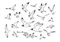 Sketch of flying seagulls. Hand drawn vector sketch