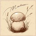 Sketch forest mushroom in the grass.